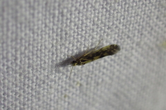 Agraylea