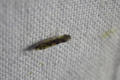 Agraylea