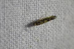 Agraylea