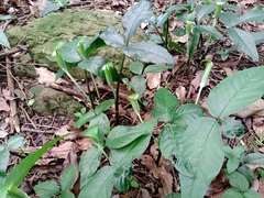 Arisaema grapsospadix