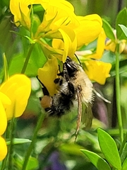 Bombus pascuorum