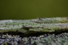 Chaenothecopsis savonica