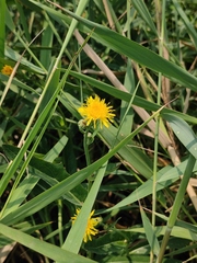 Sonchus brachyotus
