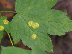 Drisina glutinosa