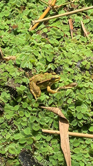 Pelophylax saharicus