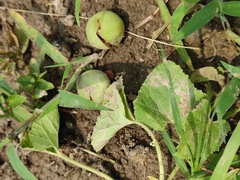 Cucumis melo agrestis