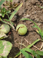 Cucumis melo agrestis