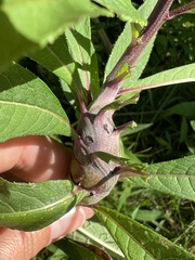 Neolasioptera vernoniae