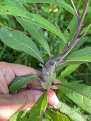 Neolasioptera vernoniae