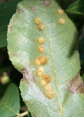 Caryomyia holotricha