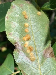 Caryomyia holotricha