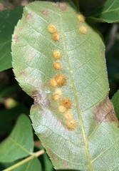 Caryomyia holotricha