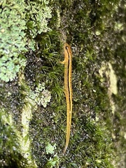 Eurycea wilderae