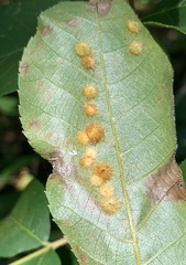 Caryomyia holotricha