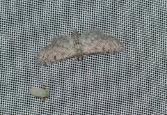 Eupithecia minusculata