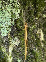 Eurycea wilderae