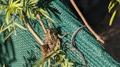 Monistria pustulifera