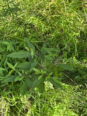 Neolasioptera vernoniae