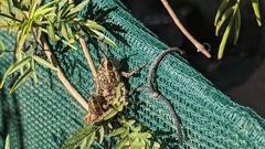 Monistria pustulifera