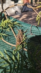 Monistria pustulifera