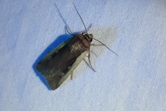 Ochropleura