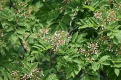 Cladrastis sikokiana