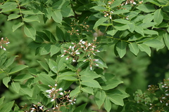 Cladrastis sikokiana