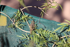 Monistria pustulifera