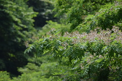 Cladrastis sikokiana