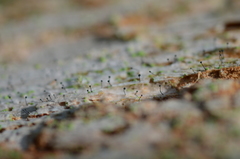 Chaenothecopsis savonica