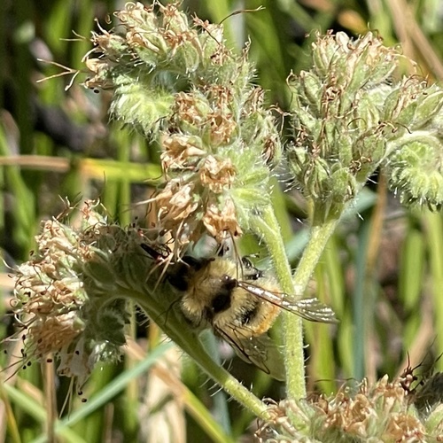 iNaturalist observation photo of Pyrobombus