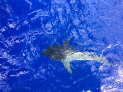 Carcharhinus galapagensis