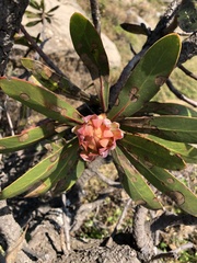 Protea rubropilosa