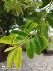 Erythroxylum cuneatum