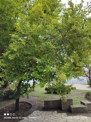 Erythroxylum cuneatum