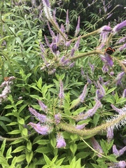Veroniceae