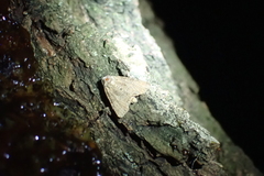 Mesoligia furuncula
