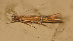 Cosmopterix fernaldella