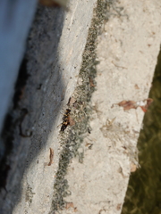 Sceliphron caementarium