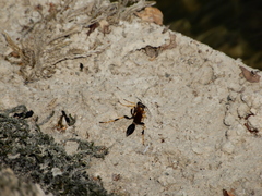 Sceliphron caementarium