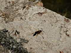 Sceliphron caementarium