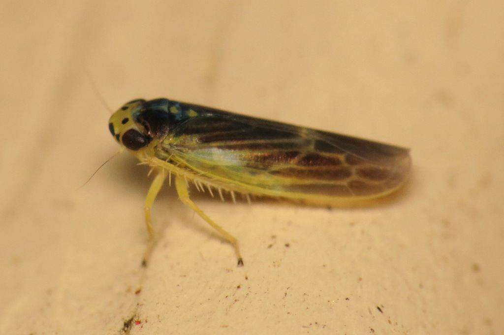 Macrosteles parvidens