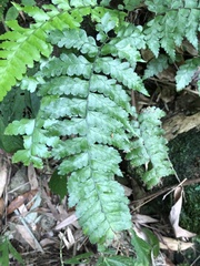 Microlepia obtusiloba