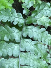 Microlepia obtusiloba