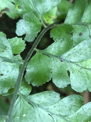 Microlepia obtusiloba