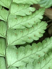 Microlepia obtusiloba