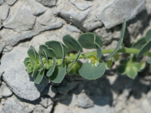 Image of Andrachne telephioides by (c) Юрий Данилевский (Yuriy Danilevsky), some rights reserved (CC BY)