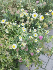 Erigeron annuus