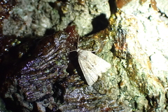 Mesoligia