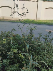 Lactuca serriola